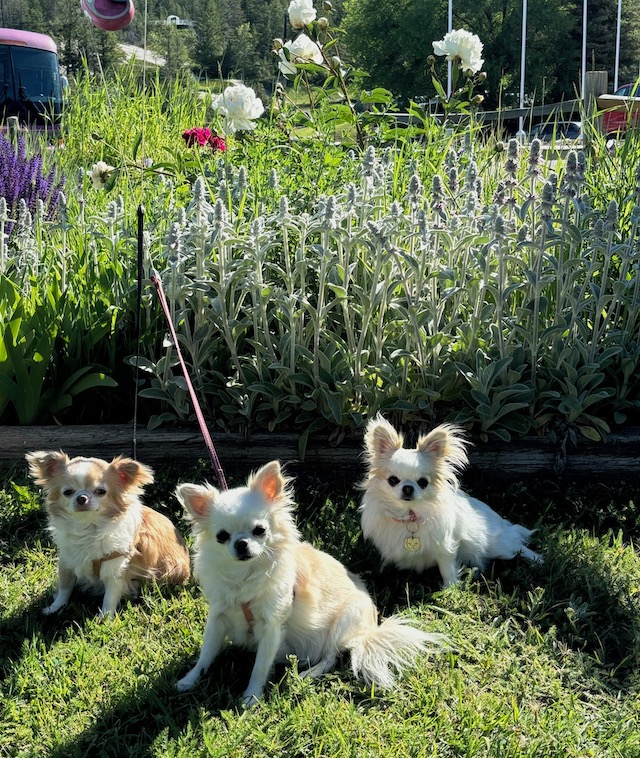 Our Girls