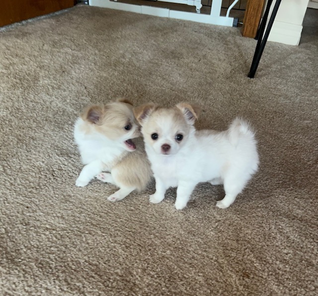 Rafael and Rosita (on right)
