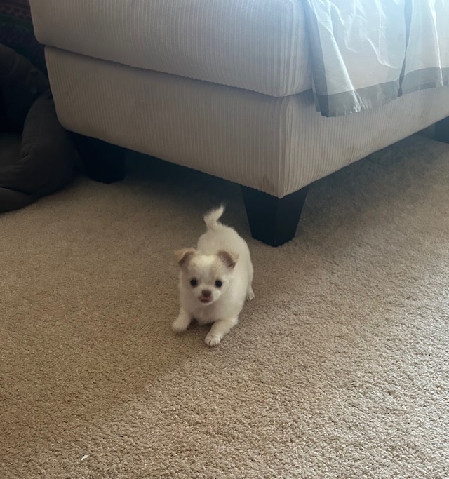 Rosalita at 7 weeks