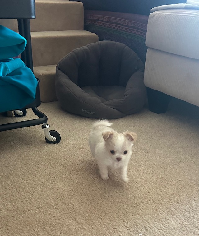 Rosalita at 7 weeks