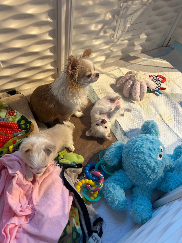 Mom with pups @ 6 weeks